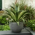 thumbnail image 1 of Luxen Home Stone Finish Pottery Bowl Planter (Small), 1 of 1