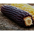 thumbnail image 4 of Wampum Ornamental Native Corn Seeds/ Annual/ Full Sun/ 125 Seeds 1 oz/ Zellajake Farm and Garden- M6, 4 of 5
