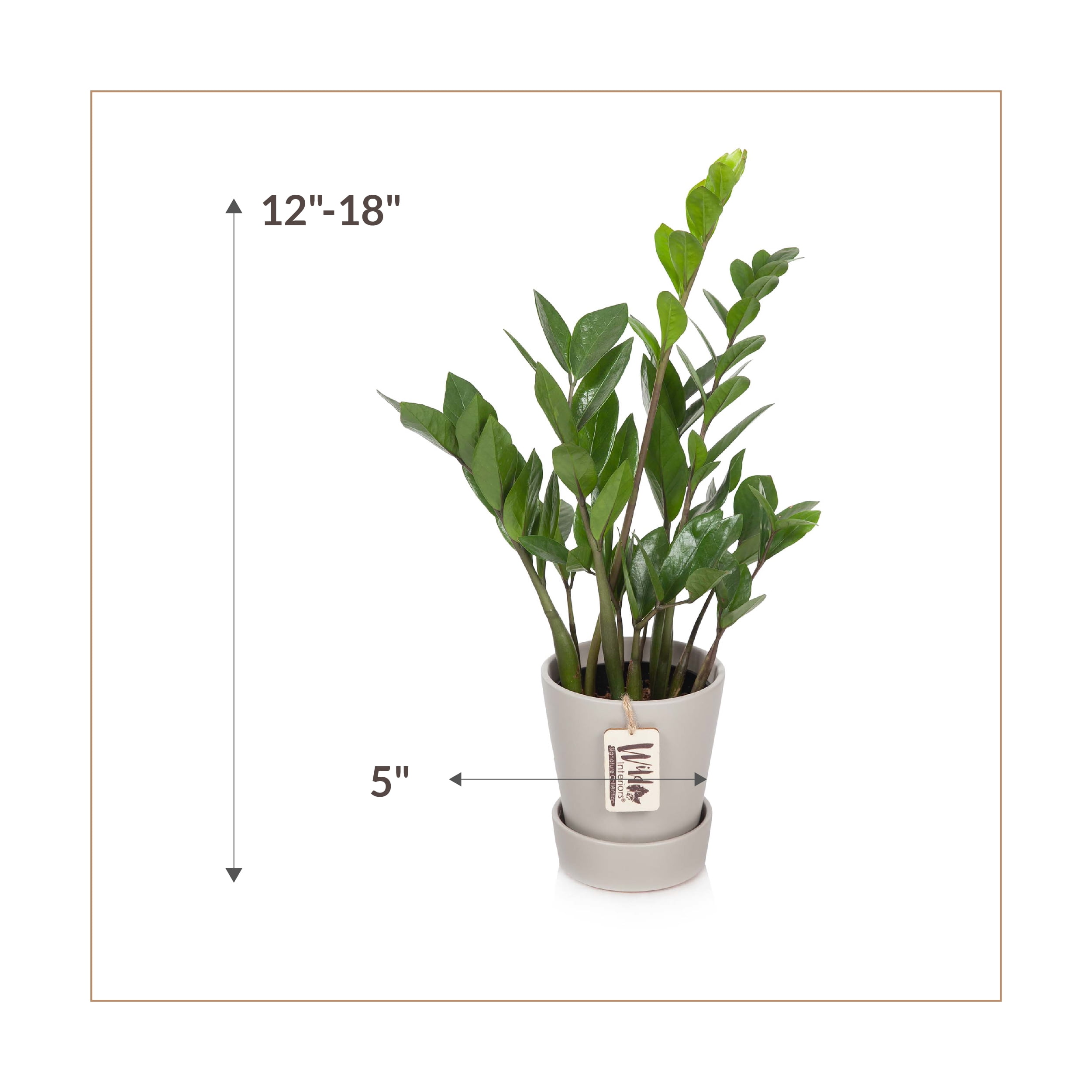 Wild Interiors ZZ (Zamioculcas Zamiifolia), 12-18” Tall, 5” Ceramic Pot
