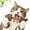Mix, variant on 2026 New Catnip & Silvervine Chew Fish Bone Cat Toy, Natural Wooden Chew Stick for Cats, Interactive Kitten Teething Play, Self Play Boredom Relief