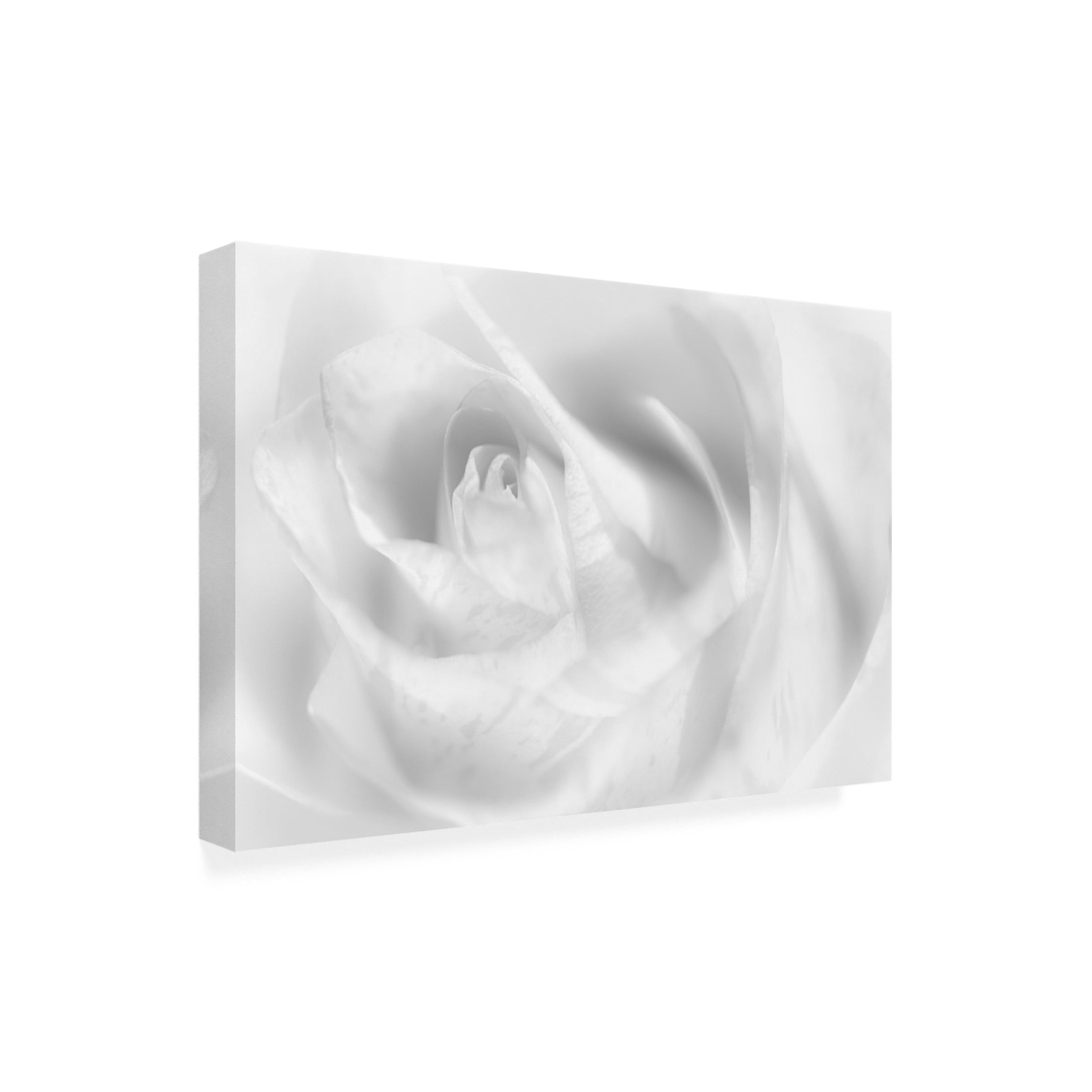 Trademark Fine Art Peter Pfeiffer Hint Of A Rose Canvas Wall Art