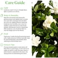 thumbnail image 2 of American Plant Exchange Mini Braided Gardenia Vetchii Tree in 6" Pot, Light Shade, Fragrant Blooms, Indoor Outdoor Houseplant, 2 of 7