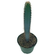 Giant Square Blue Columnar Cactus, Squared Column Cacti, 4 inch Pot, Pilosocereus pachycladus
