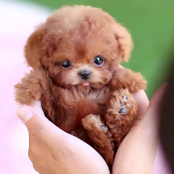 BESTSKY My Realistic Robot Puppy,My Puppy Milow Robot Dog,Toy Puppy Electronic Interactive Dog,Walking Barking Dog Toy,Acts Like a Real Puppy 2 PCS .