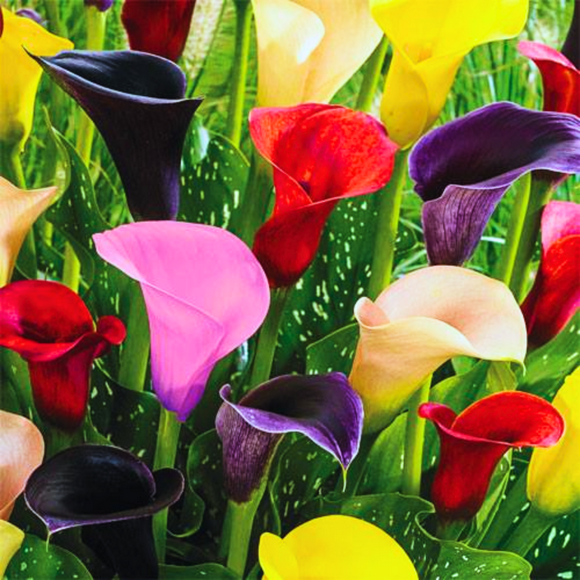 Mixed Calla Lily Bulbs, Calla Lily Bulbs For Planting, Large Flower Plants For Spring Garden (Bag of 5)