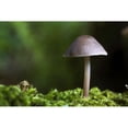 thumbnail image 2 of Close-Up Of Mushroom Poster Print, 2 of 2