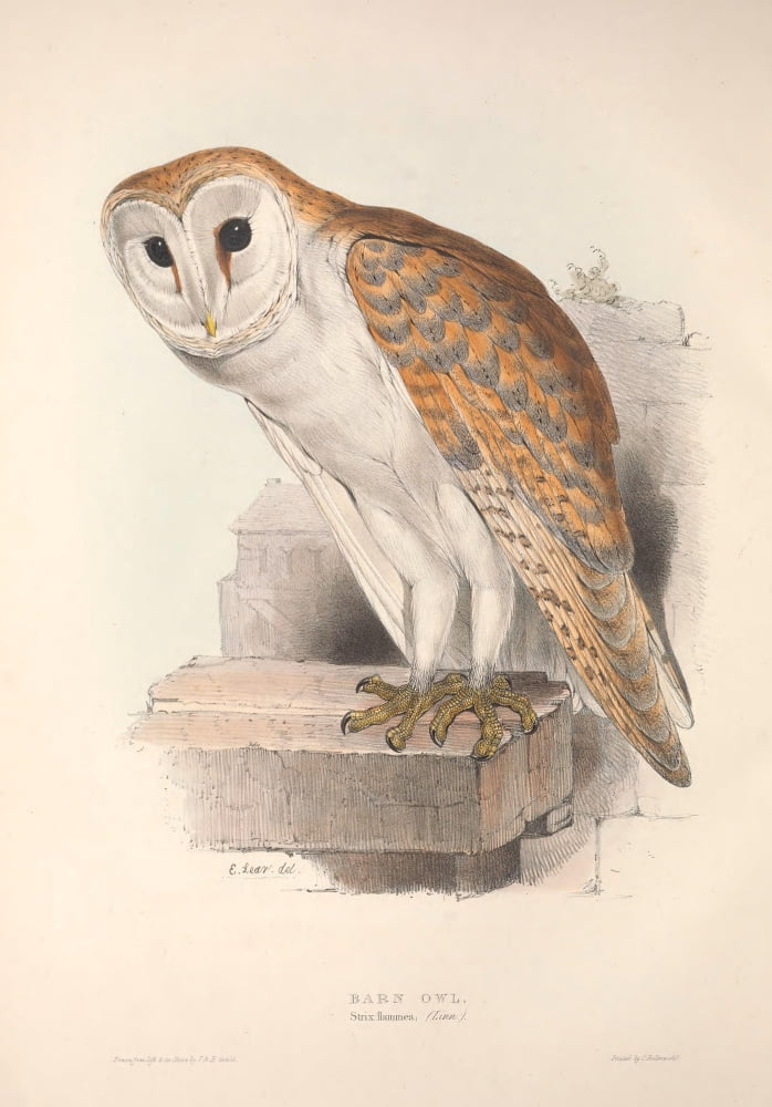 Birds Of Europe 183
