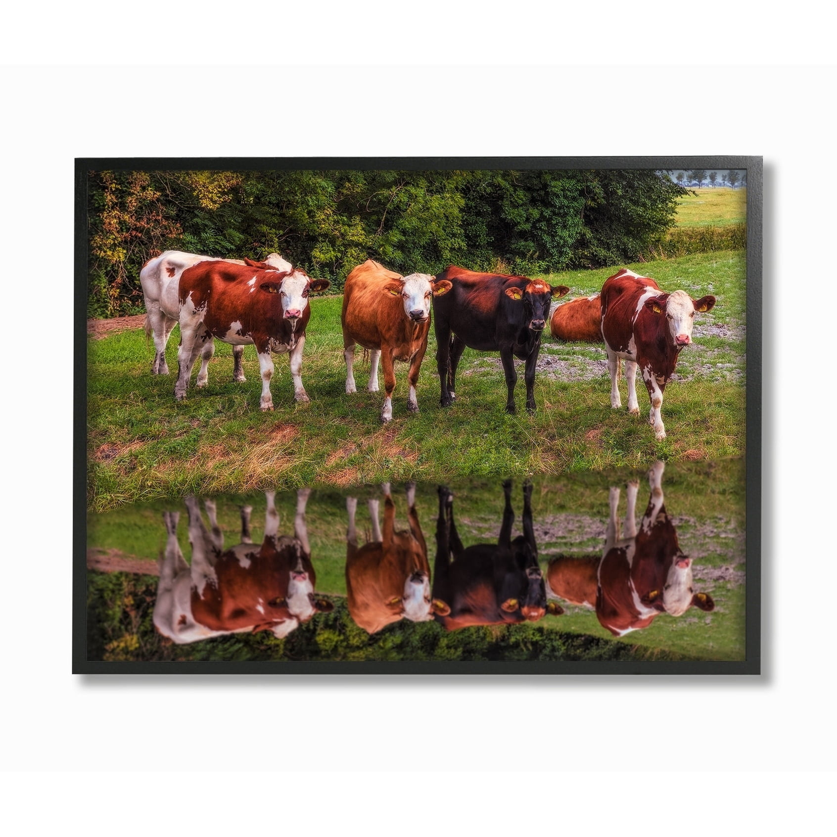Stupell A Line of Cows At The Water Vibrant Photography Framed Art, 11 x 14, Multi-Color 11 x 14