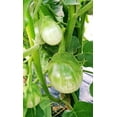 thumbnail image 2 of TomorrowSeeds - Petch Siam Thai Eggplant Seeds - 600+ Count - For 2026 Planting Small Green Brinjal, 2 of 9