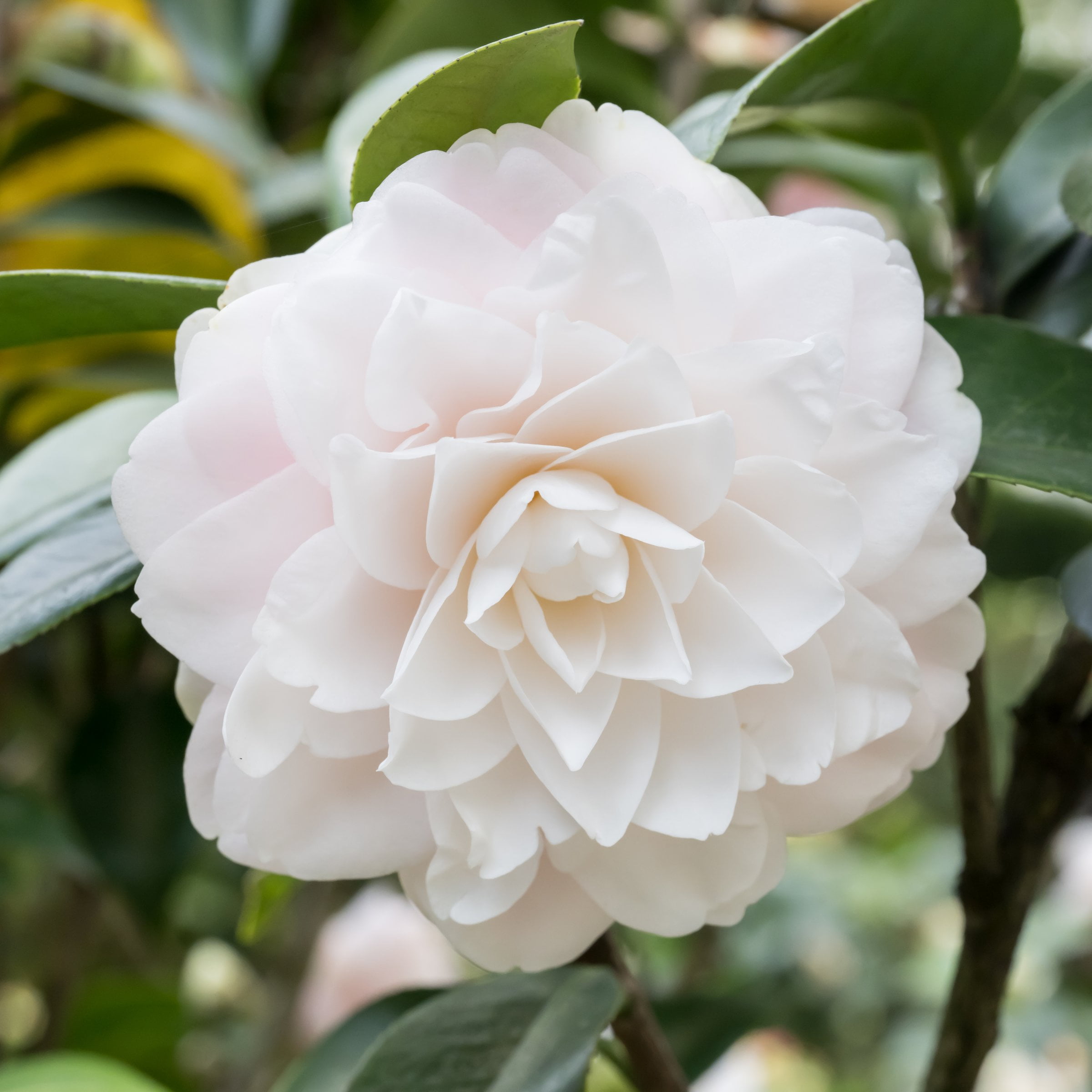 National Plant Network 3 gal. Camellia Japonica Seafoam Shrub