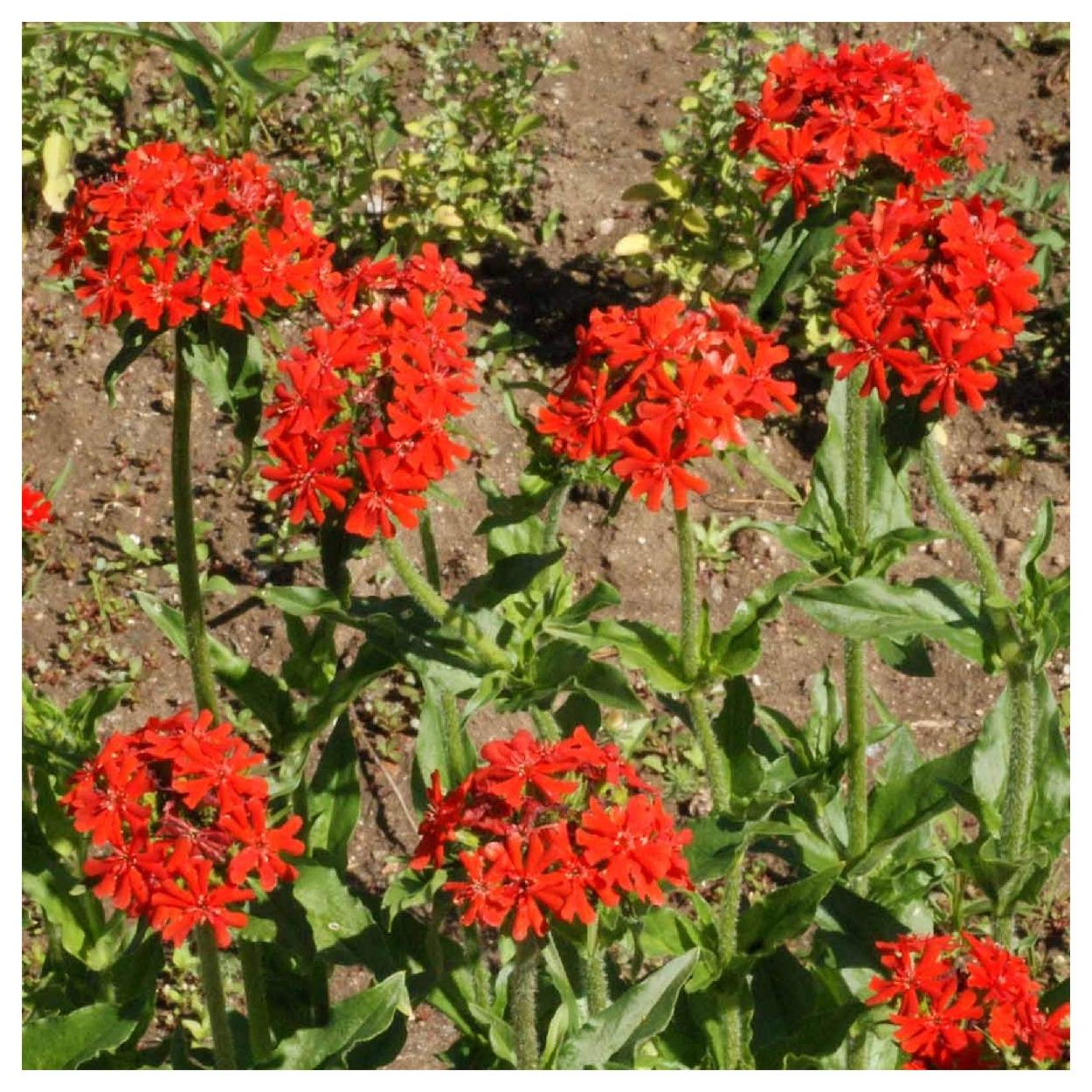 Everwilde Farms - 1/4 lb Maltese Cross Garden Flower Seeds - Gold Vault Bulk Seed Packet