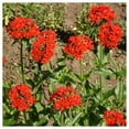 thumbnail image 2 of Everwilde Farms - 1 oz Maltese Cross Garden Flower Seeds - Gold Vault Bulk Seed Packet, 2 of 4