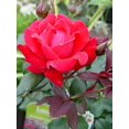 thumbnail image 4 of Knock Out� Rose, 4 of 6