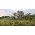 thumbnail image 3 of Blaustein, Alan 24x14 Black Modern Framed Museum Art Print Titled - Oak Tree Pano - 133, 3 of 5