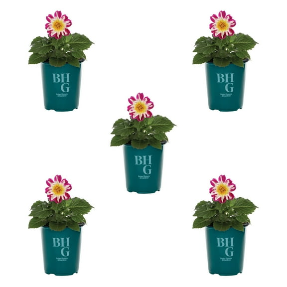 Better Homes & Gardens 1.5PT Red Yellow Dahlia Live Annual Plant Sun 5-Pack