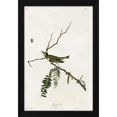 thumbnail image 2 of Vintage Apple Collection 13x18 Black Modern Wood Framed Wall Art Titled - Red Eyed Vireo, 2 of 6