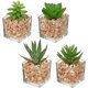 thumbnail image 1 of 4 piezas de suculentas falsas para la decoración de la bandeja escalonada de la casa de campo Plantas artificiales más pequeñas en maceta Plantas de imitación Decoración de estantería de interior, 1 of 5