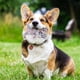 thumbnail image 4 of Juguete de cuerda para perros y gatos (oso colorido), algodón, limpieza natural de dientes, cuerda para masticar, pelota para perros, juguete de entrenamiento, juguete para cachorros, 4 of 5