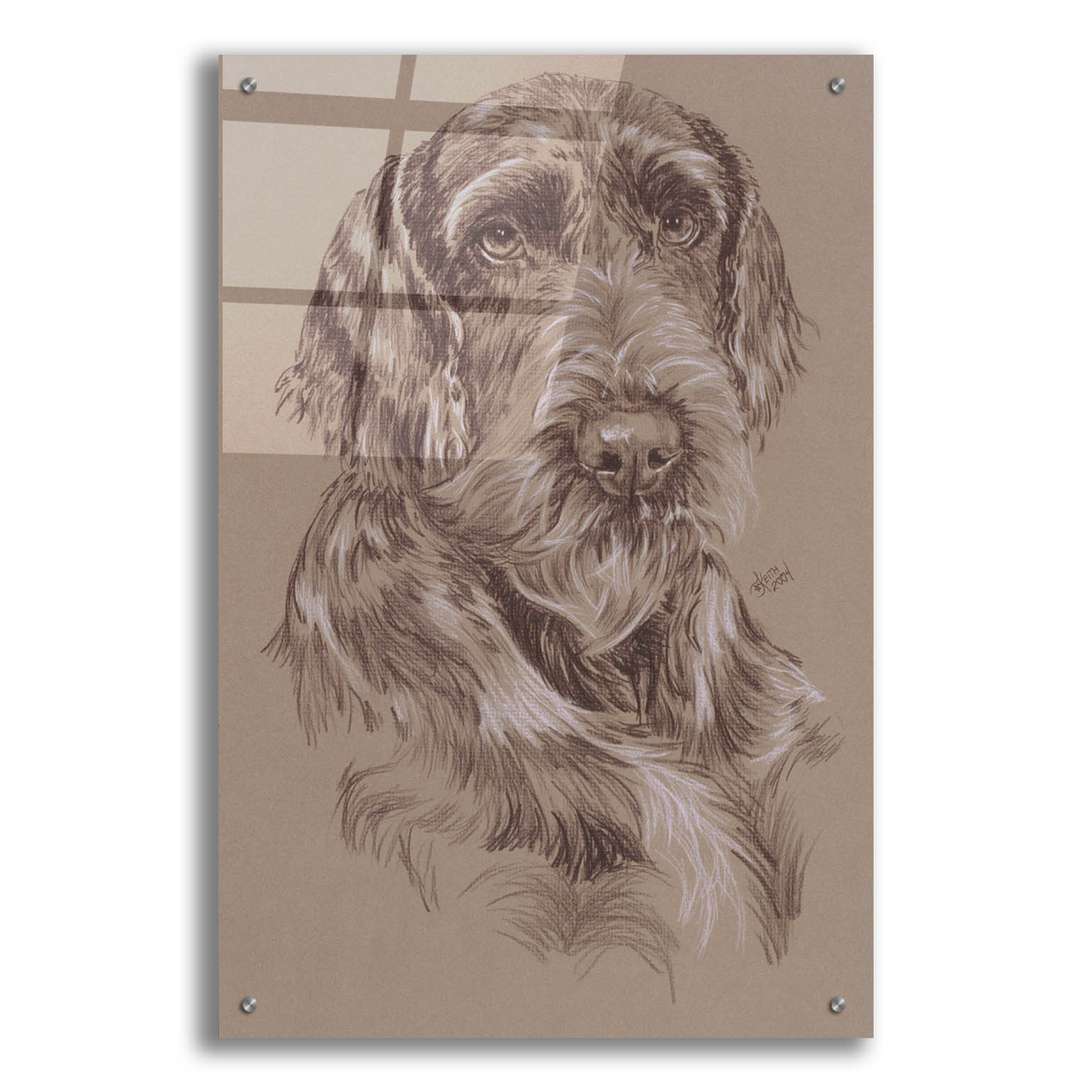 Epic Art 'German Wirehaired Pointer' by Barbara Keith, Acrylic Glass ...