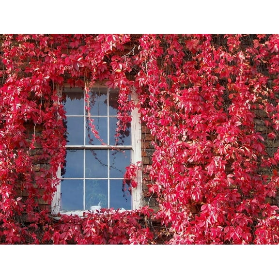 Virginia Creeper Seeds - 25  Seeds - Parthenocissus quinquefolia