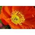 thumbnail image 5 of Red Shirley Corn Poppy Seeds/ Annual/ Full Sun/  50K Seeds 1/4 oz/ Zellajake Farm and Garden - B83, 5 of 5