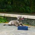 thumbnail image 2 of Sam's Pets Duke Pet Bowl 13'' In Navy Blue, 2 of 10