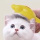 thumbnail image 3 of Cat Combing Special Rabbit Ear Comb To Remove Floating Hair Needle Comb Pet Dog Combing Brush Cat Cleaning Artifact Supplies, 3 of 5