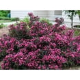thumbnail image 6 of Spilled Wine Weigela-Compact Shrub-Vibrant Foliage  3 Gallon, 6 of 22