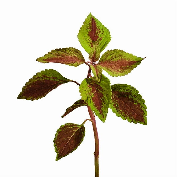 edn SmallGarden Painted Nettle SeedPods - 10 Pack