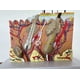 thumbnail image 3 of Human Skin and Hair Structure Enlarge Model Skin Layer Structure Model skin structure anatomy cosmetic training, 3 of 5