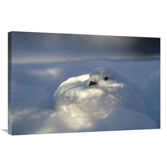 Global Gallery  24 x 36 in. Willow Ptarmigan Camouflaged in Snow Burrow - Alaska Art Print - Michael Quinton