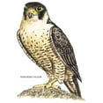 thumbnail image 3 of CafePress - Peregrine Falcon Bird Baseball Jersey - Cotton Baseball Jersey, 3/4 Raglan Sleeve Shirt, 3 of 4