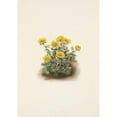 thumbnail image 3 of Mary Vaux Walcott 14x18 Black Modern Framed Museum Art Print Titled - Cinquefoil Rosette. Potentilia Uniflora (1925), 3 of 5