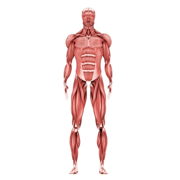 Medical illustration of male muscular system, front view Poster Print (11 x 17)