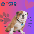 thumbnail image 2 of Placa DE identificación inteligente TQR BY FAKIRGEEK para Mascotas QR Perro gato Bulldog Ingles rosa CAFÉ blanco, 2 of 9