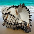 thumbnail image 5 of Large Conch Seashell Black White Spiky Real Rare Natural Big Decorative Sea Shells Coastal Beach Home Decor Ocean Decoration Collection Gift, 5 of 5