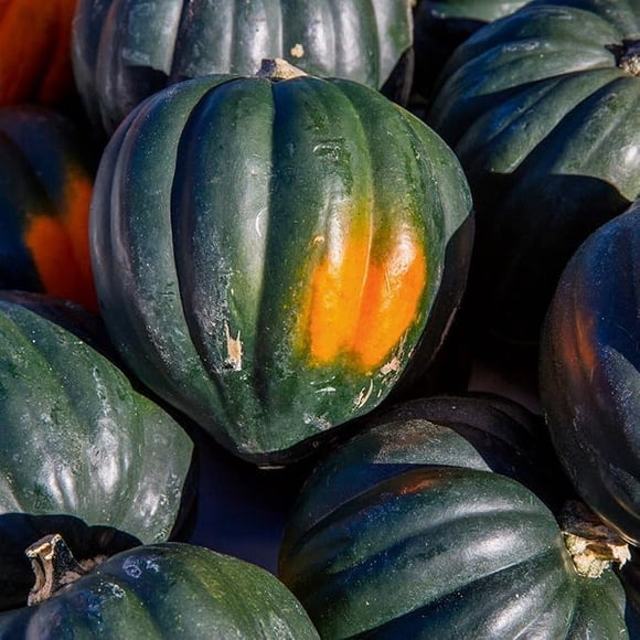 GSDWIUEW 20 Seeds Heirloom Table Queen Acorn Squash Seeds, Seeds for Planting, (61)