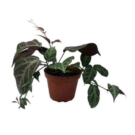 Bignonia Argyro Violacea - Crossvine - 4'' pot