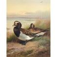 thumbnail image 2 of Archibald Thorburn 15x18 Gold Ornate Wood Frame and Double Matted Museum Art Print Titled - Long-Tailed Duck (Summer) (1913), 2 of 4