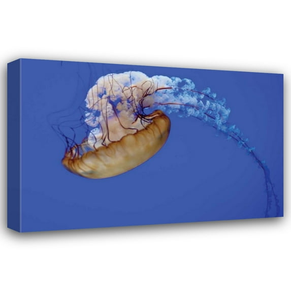 Erin Berzel 18x13 Gallery Wrapped Canvas Wall Art Titled - Jellyfish VII