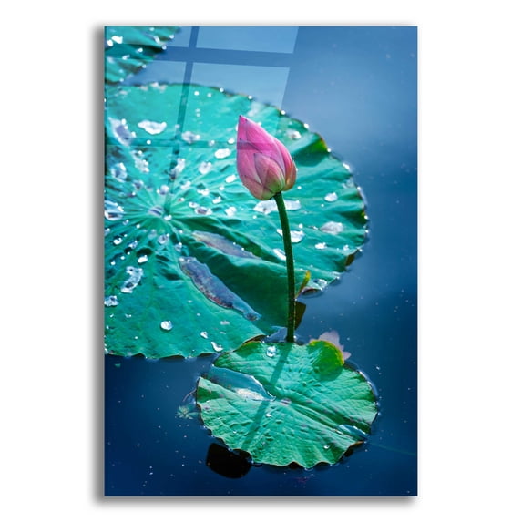 Epic Art 'Circle Seven' by Philippe Sainte-Laudy, Acrylic Glass Wall Art, 16"x24"