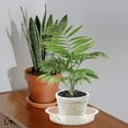 thumbnail image 4 of unbranded 10Ud Recolectora De Para Plantas En Transparente Y Resistente, 4 of 7