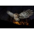 thumbnail image 3 of Moglia, Fabrizio 24x17 Black Modern Framed Museum Art Print Titled - Tawny Owl And The False Fire, 3 of 5