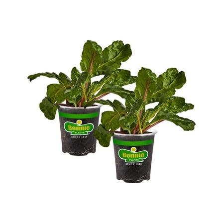 Bonnie Plants Swiss Chard 19.3 oz. 2-pack