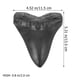 thumbnail image 4 of Fósil de diente de tiburón megalodón: simulación realista. Modelo de dientes de megalodón. Réplica de diente de megalodón., 4 of 8