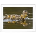 thumbnail image 2 of Art.com Mallard Duck and Chicks Near Kamloops, British Columbia, Canada Photographic Print by Larry Ditto, White Frame Wall Art, 29" x 23", 2 of 5