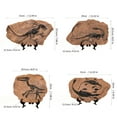 thumbnail image 5 of SDFGTstore Resins Simulated Dinosaur Skeleton Fossils Figure for Book Shelf Desktop Display, 5 of 19