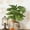 B, variant on Tuscom Artificial Potted Plants, 2-Pack Faux Greenery Arrangements, Lifelike Ficus Benjamina and Philodendron in Plastic Pots,Outdoor UV Resistant Landscaping