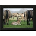 thumbnail image 2 of Dulmen Pony, Foals, Animals Framed Art Print Wall Art by Ronald Wittek Sold by Art.Com, 2 of 5