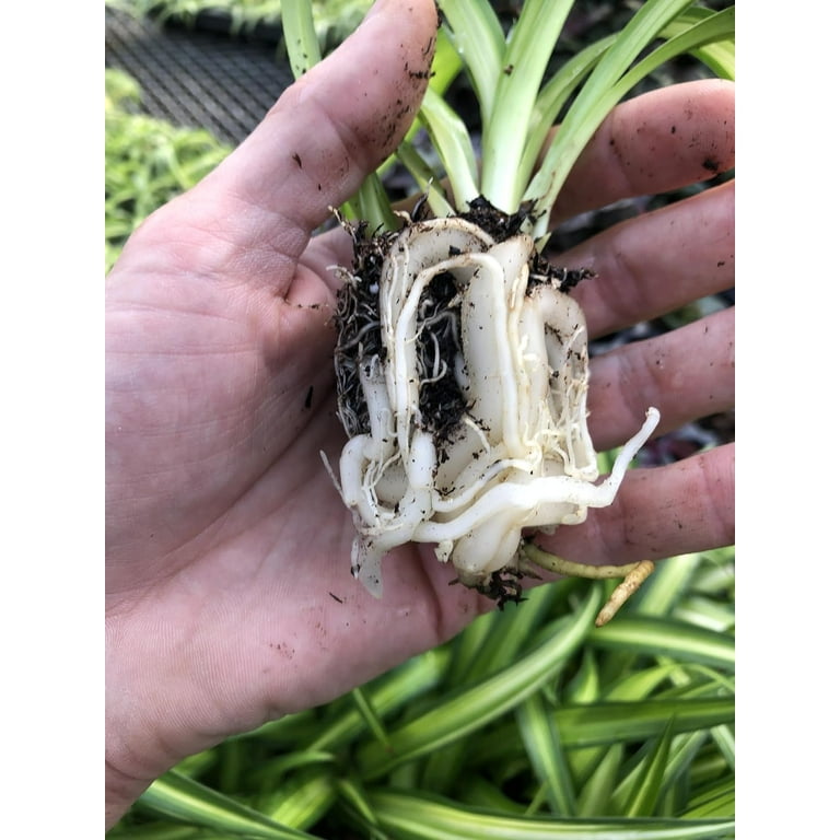 palmlilie mit stamm winterhart Palmlilie – Yucca rostrata